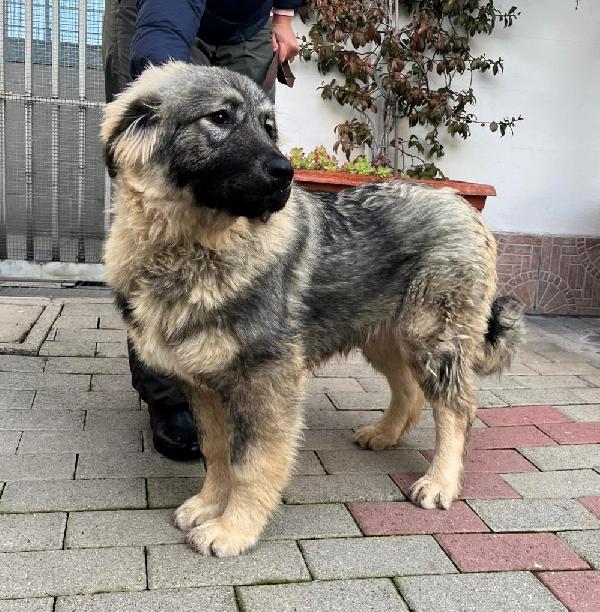 VIENNA CUCCIOLA PASTORE DEL CAUCASO Foto 8